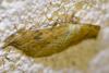 Drepana falcataria